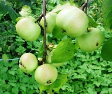 Яблоня домашняя 'Брат Чудного'