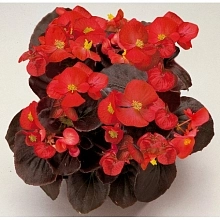Бегония вечноцветущая 'Сенатор Скарлет' (красная листва)