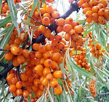 Облепиха 'Превосходная'