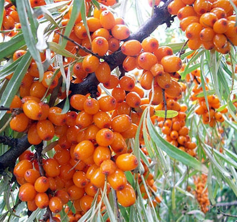 Облепиха 'Превосходная'