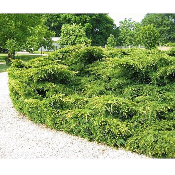 Можжевельник пфитцериана 'Пфитцериана Аурея'