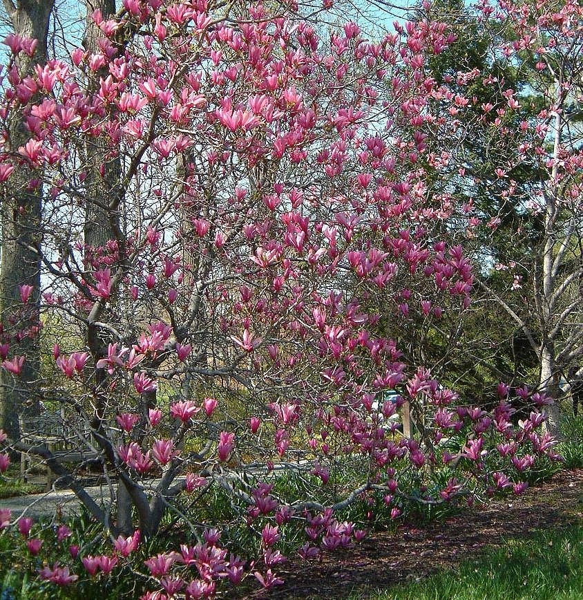 Магнолия 'Джорж Генри Керн'