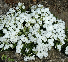 Флокс шиловидный 'Майшнее'