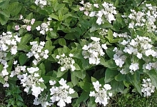 Гортензия метельчатая 'Дартс Литл Дот'