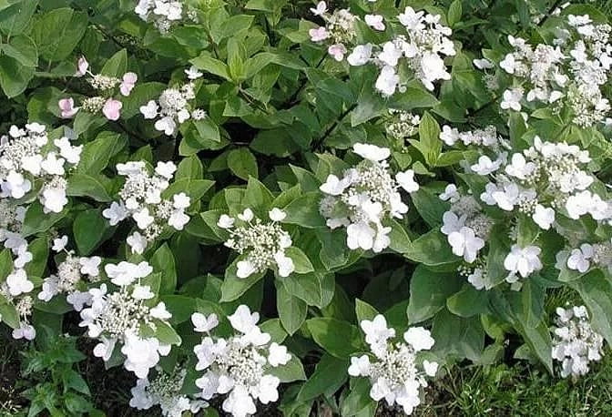 Гортензия метельчатая 'Дартс Литл Дот'