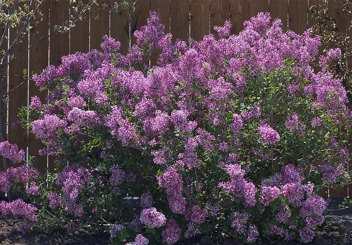 Сирень Блумеранг 'Пинк Парфюм' (розовая)
