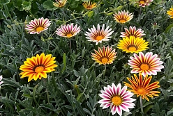 Газания блестящая 'Талент' (серебристый лист, смесь)