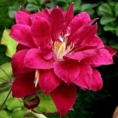 Клематис 'Ред Стар' (ярко-розовый)