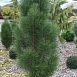 Сосна черная 'Пирамидалис'