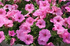 Петуния гибридная 'Вандер Вейв Пинк' ампельная (светло-розовая)