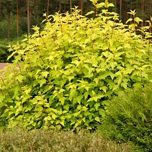 Пузыреплодник калинолистный 'Голден Наггет'