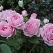 Роза 'Прейри Джой' (парковая, шраб) (розовая)