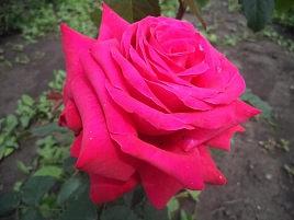 Роза 'Биг Пурпл' (чайно-гибридная) (розово - пурпурная)