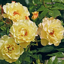 Роза 'Ругельда' (флорибунда) (желтая)