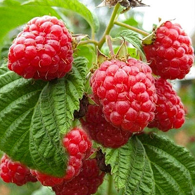 Малина 'Брянский рубин'