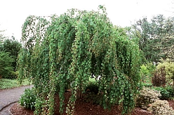 Багряник японский 'Пендулум'