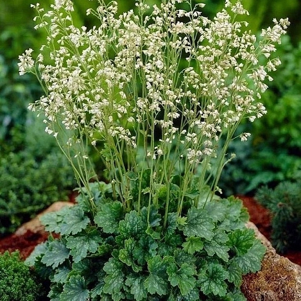 Гейхера кроваво-красная 'Вайт Клауд'