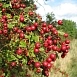 Боярышник однопестичный Компакта (Compacta)