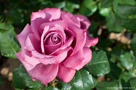 Роза Клод Брассер (Claud Brasseur)