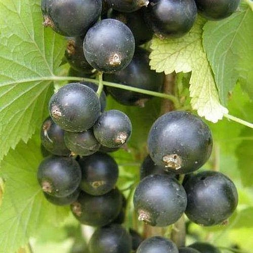 Смородина черная 'Шалунья'