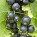 Смородина черная 'Шалунья'
