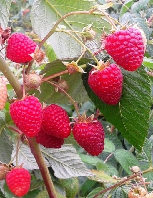 Малина 'Подарок Кашину' (ремонтантная)