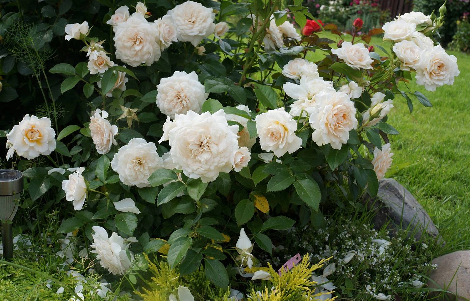 Роза 'Хелла' (плетистая)(кремово - персиковая)