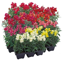 Антирринум (Львиный зев) 'Флорал Шауэрс' (микс)