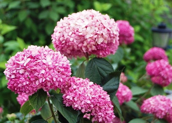 Гортензия древовидная 'Пинк Анабель'