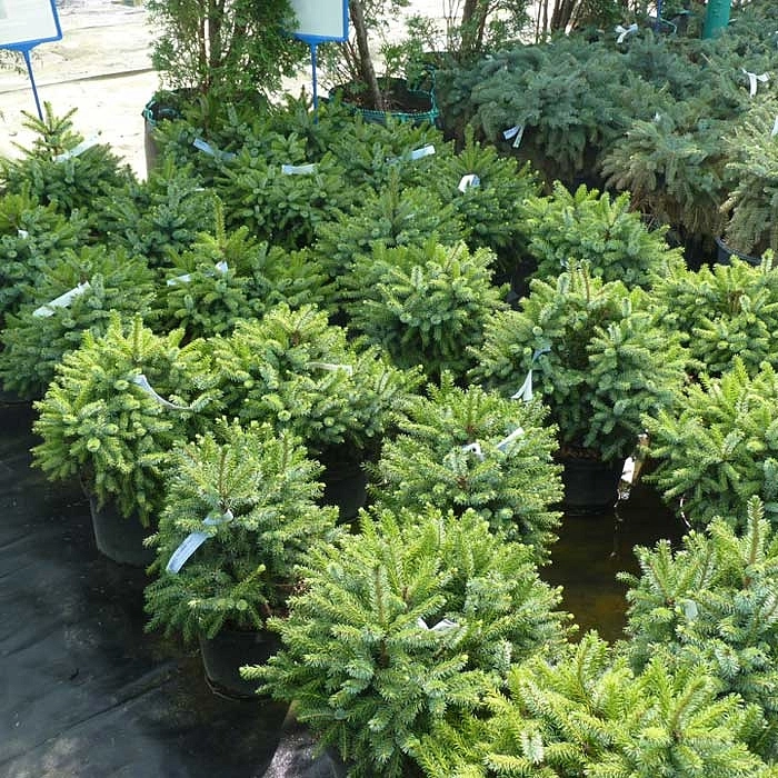 Ель сербская 'Нана'