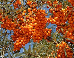 Облепиха 'Елизавета'