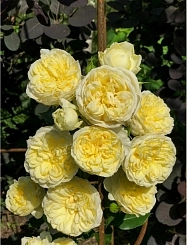 Роза 'Пилигрим' (английская) (лимонно-желтая)