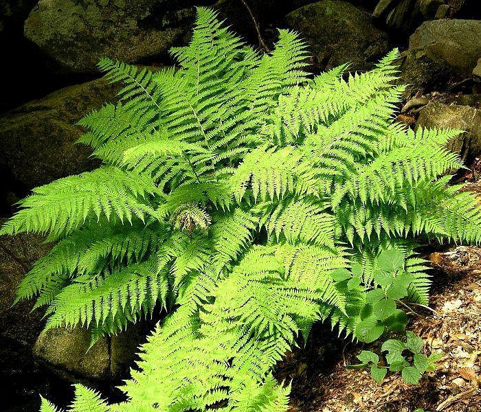 Кочедыжник женский