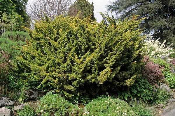 Можжевельник китайский 'Плюмоза Ауреа'