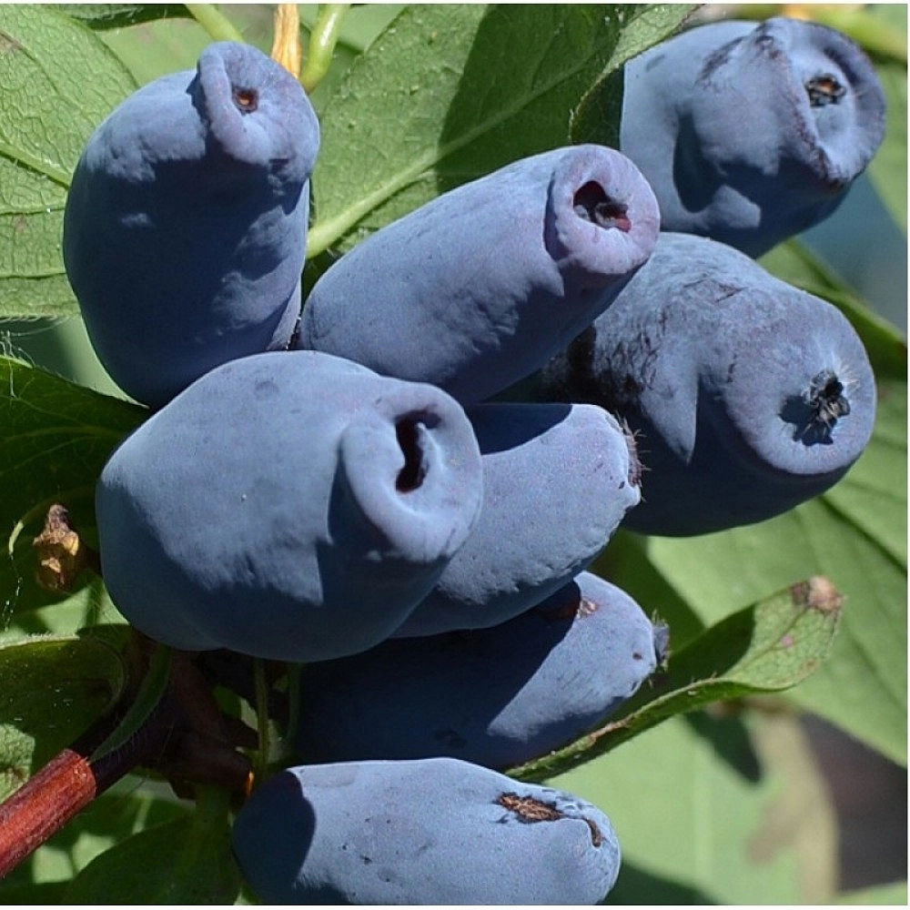 Жимолость съедобная 'Новинка'