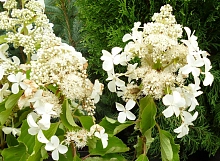Гортензия метельчатая 'Левана'