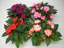 Бальзамин новогвинейский 'Парадиз' (смесь)