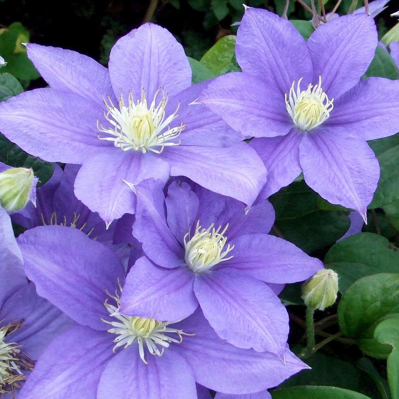 Клематис крупноцветковый 'Бьюти оф Ворчестер'