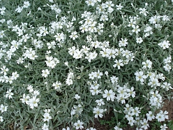 Ясколка Биберштейна