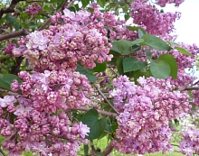 Сирень обыкновенная 'Память о Вехове' (розовая)