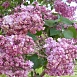 Сирень обыкновенная 'Память о Вехове' (розовая)