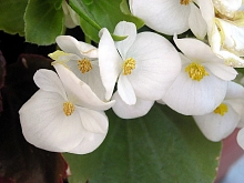 Бегония изящная 'Лотто Уайт' (белая с зеленым листом)