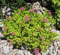 Спирея японская 'Меджик Карпет' Спирея японская 'Меджик Карпет'