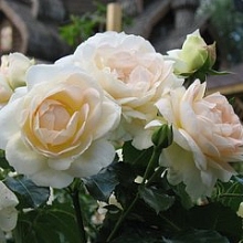 Роза 'Мария Антуанетта' (флорибунда) (кремово - белая)