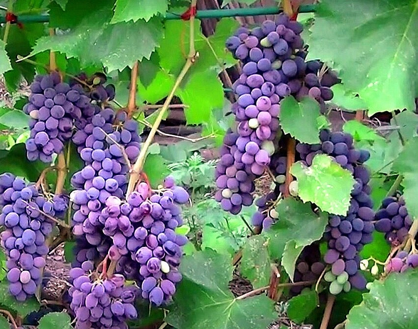 Виноград 'Юпитер'