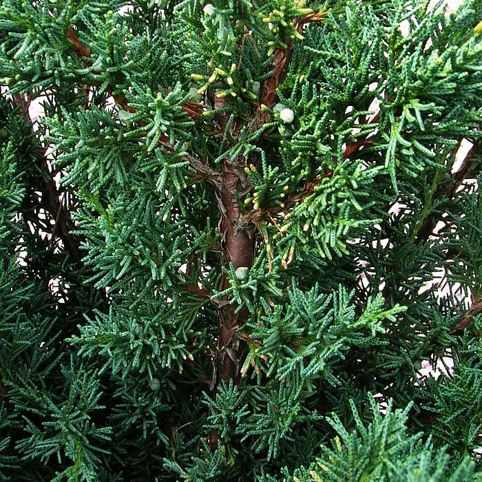 Можжевельник китайский 'Блау'