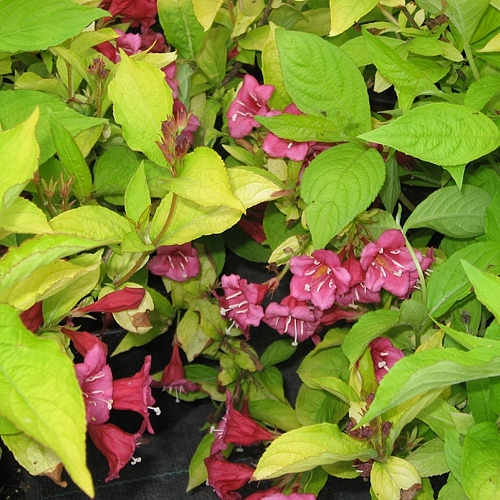 Вейгела цветущая 'Ауреа'