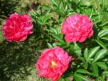 Пион молочноцветковый 'Генерал Макмагон' (темно малиновый)