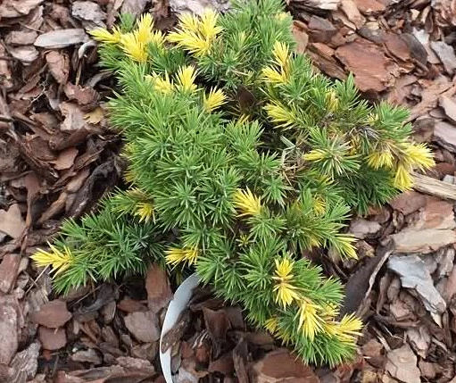 Можжевельник прибрежный 'Голден Вингз'