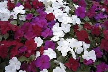 Бальзамин Уоллера 'Баланс Патриот' (красный, белый, лавандовый)